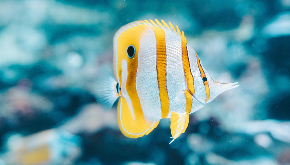 El Arte De La Pesca